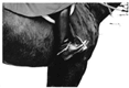 Cors de chasse, for�t de Tron�ais
